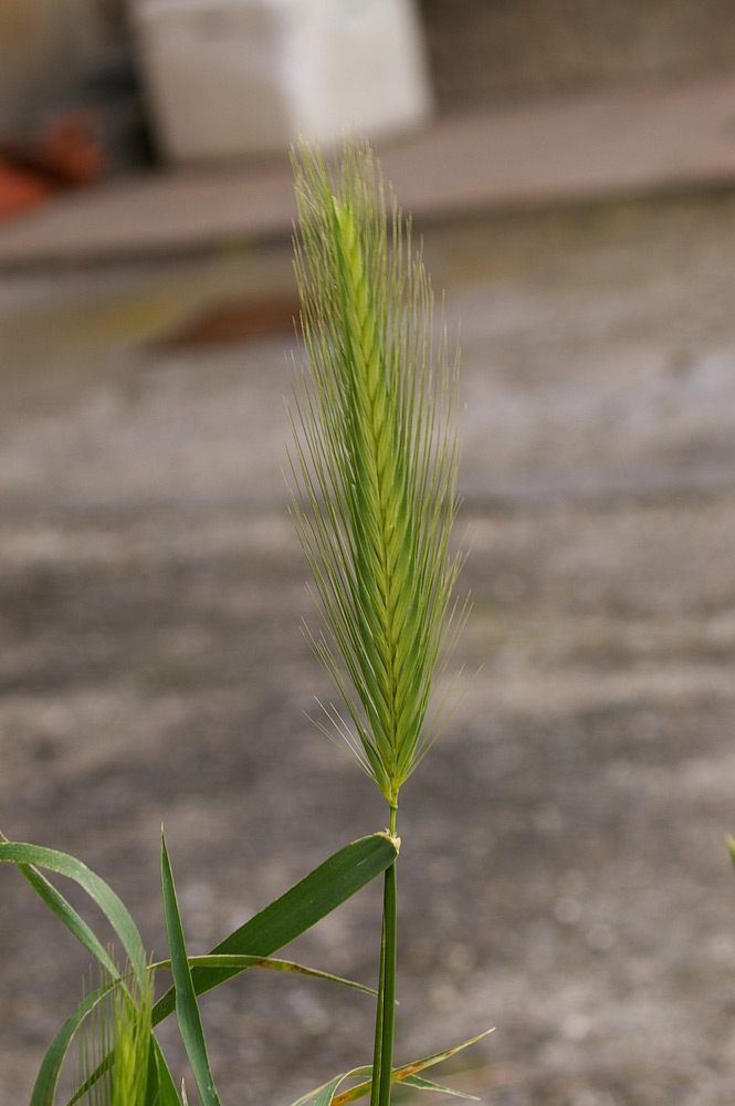 Hordeum murinum / Orzo selvatico